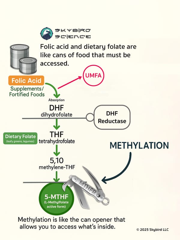 Methylation is Like a Can Opener